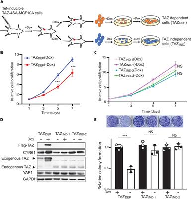 Identification of TAZ-Dependent Breast Cancer Vulnerabilities Using a Chemical Genomics Screening Approach